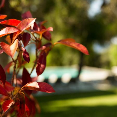 Olivia Estate Villa With Private Swimming Pool Elia Nikitis Exterior photo